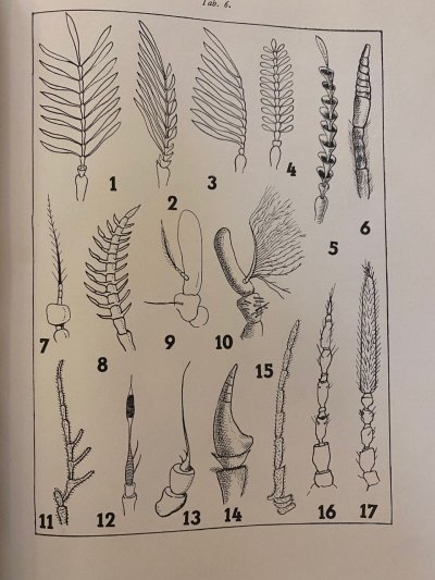 Entomologie I.