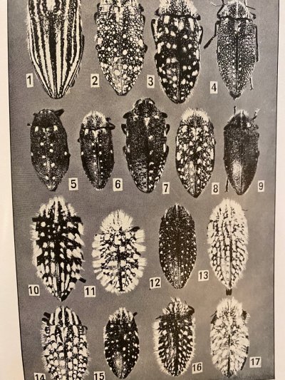 Entomologie I.