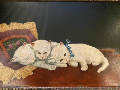 Trio bielych mačiatok