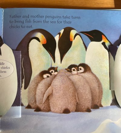 Lift the Flap Baby Animals